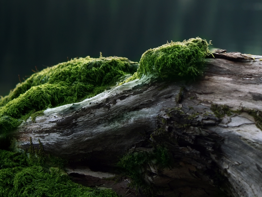 02097_moss_1920x1200